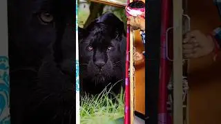 super animal magic video & bhoot || #shorts #trending #magic #animals