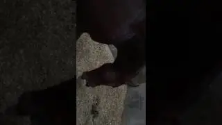 Reiki on Horses
