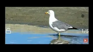 Alphabet Sea & Water Animals (Part 7)