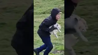 #ferreting #fieldsports #rabbiting #lurcher #workingdog #hunting #pestcontrol #rabbit