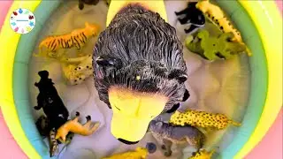 Big Dog Alligator hyena Animal Learning for Kids 큰 개 악어 하이에나 어린이를 위한 동물 학습 #foryou #viralvideo