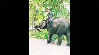 Elephant || हात्ती 🐘 || Chitwan National Park || 🐘🇳🇵