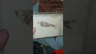 60 Million Years Old: Fish Fossil! 🐠🐟