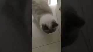 Cat Sharpens Claws before going to Bed