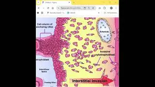Reproductive First Aid Part 6