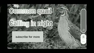 batair awaz rat k liye#common quailvoicefor night#