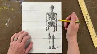 Human Skeleton proportions