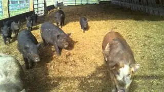Pigs on Deep Bedding
