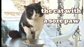 I couldn't help the cat with a sore paw/He's fine now/Не получилось помочь котику с больной лапкой