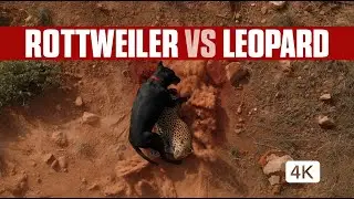 The Moment a Rottweiler Ended a Leopard's Life - Drone View