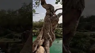Wadi Darbat Вади Дарбат - настоящий оазис в Салала, в Омане