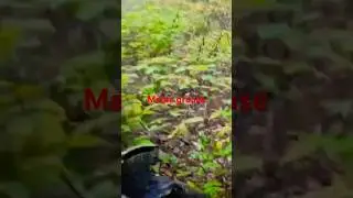 First Maine grouse hunt of 2022