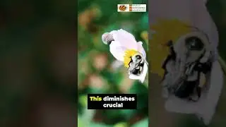 Loss of biodiversity in urban areas  .loss of biodiversity 