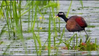 Bronze Winged Jacana Bird Nest with Eggs Morning Life Video | Jacana Bird Sound | jal Pipi Bird