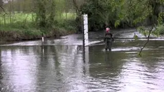 Wading Bird