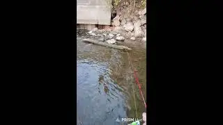 Fishing at the Milwaukee River for a lunker #fish #fishing