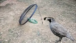 Aprende a hacer trampa de aves de codorniz usando un ventilador de parrilla electr&oacute;nico.