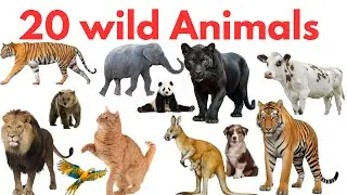 Wild Animals Names for Children | 20 Animal Vocabulary | 20 Wild Animals Names in English#animals