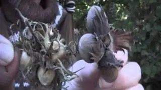 Leszczyna- Orzech Laskowy (Corylus L.)