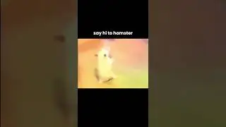 say hi to hamster! #memes #animals #animalmemes #fypmeme #fypviral #shortsfeed #shortmemes 