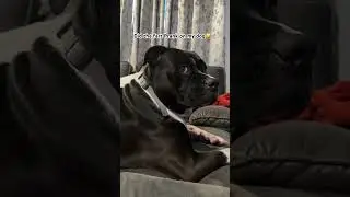 🤣😂🤣 #dogvideos #funnydogvideos #dogprankvideo #fartprank #dogsoftiktok #dogprank #funnydogs