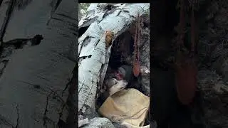 MAN and DOG In The Bush #survival #dog #doglover #bushcraft #primitiveskills