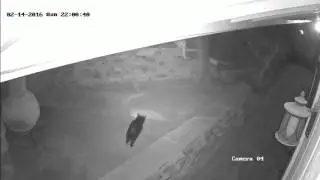 Feral Cat Fight