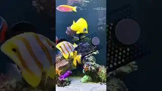 Feeding the angel and butterflyfish 😜😋 #aquarium #reeftank #aquariumfish #aquariumhobby