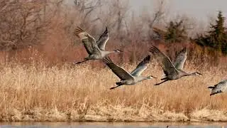Sandhill Crane Migration, Nebraska 2019