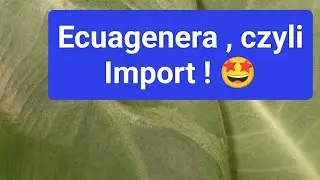 Ecuagenera, czyli import! Philodendron Spiritus - Sancti #ecuagenera #philodendron #anthurium