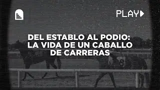 DEL ESTABLO AL PODIO: LA VIDA DE UN CABALLO DE CARRERAS