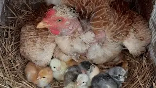 Nascimento de Pintinhos na Galinha Sura Polaca, Todos os Filhotes de Peruzinhos.