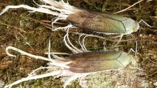 Courtship of Wax-tailed Planthoppers, Pterodictya reticularis
