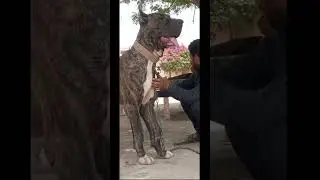 bully dog tiger