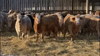 VJS Ag Corp. - 700# February Delivery Heifers - 80 Head (Vanscoy, SK) VBP+
