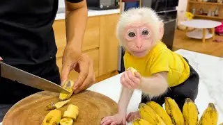 Does baby monkey Lily like to eat bananas like monkey BiBi?