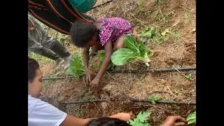 Belize Eco Village: Daily Gardening