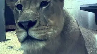 Lioness Cam - Badu Up Close