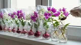 Very few people know how to propagate bougainvillea this way! It's cost-effective.