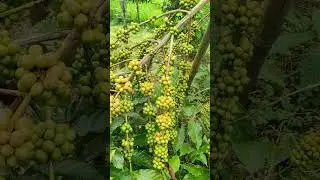 Kopi Robusta Varietas Bakil Di kebun Kopi Cross #coffee #crossfit #proses #kopi