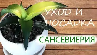 САНСЕВИЕРИЯ | УХОД И ПОСАДКА