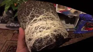 Root Porn Gone Wild and a little bit of Transplanting.