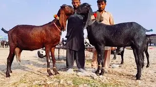 30=2025=12Bakra Mandi Sahiwal ki Update Betal Bachon wali Bakrian 03124058010 Altaf goat Farm 