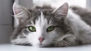 Cats Unveiled  Mysterious Charm of Feline Grace