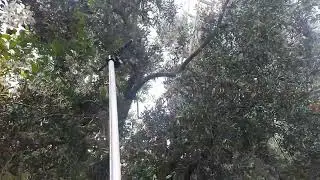 Yeni Forza