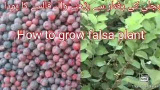 how to grow falsa from seeds in a pot, gamle Mein falsa Kaise ugaen.