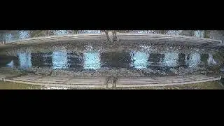 Cows Being Scored