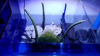 Trigger Systems Sapphire Sump Refugium Completed