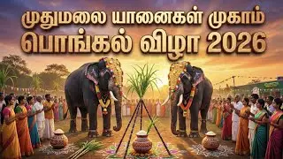 முதுமலை யானைகள் முகாம் பொங்கல் விழா - 2026 #mudhumalaipongal #elephantcamp #பல்லூயிர்தேசம் 
