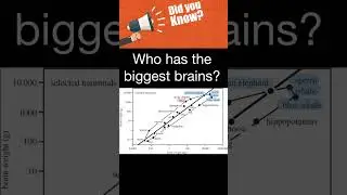 Who has the biggest brains?